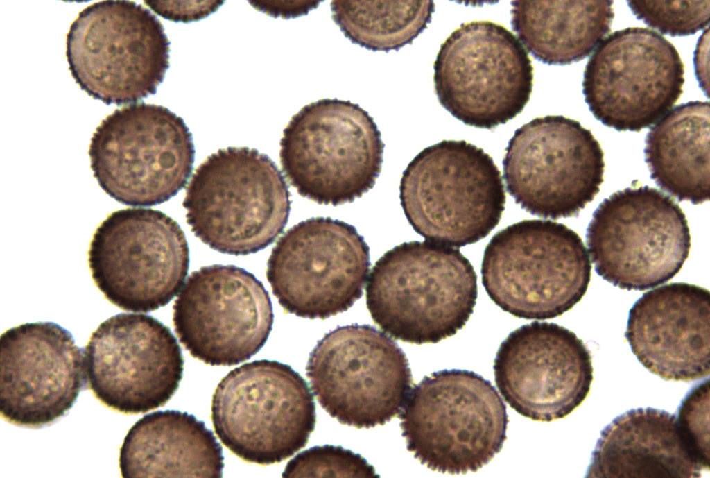 Physarum decipiniens (??)